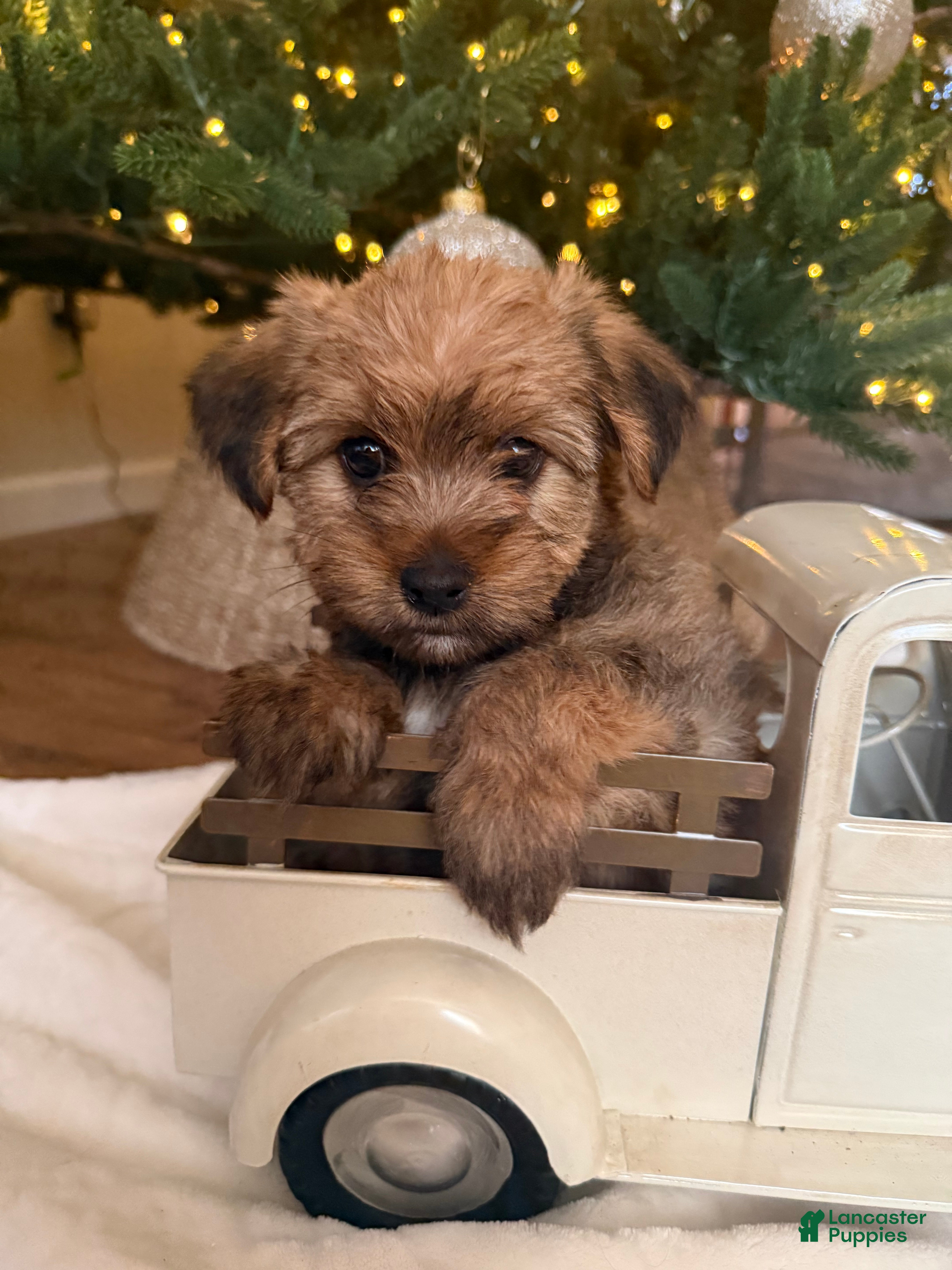 Mixed Breed dogs Teddy - Ad 30