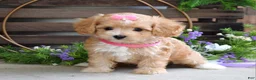Maltipoo dogs for sale: Harmony  - Ad 8