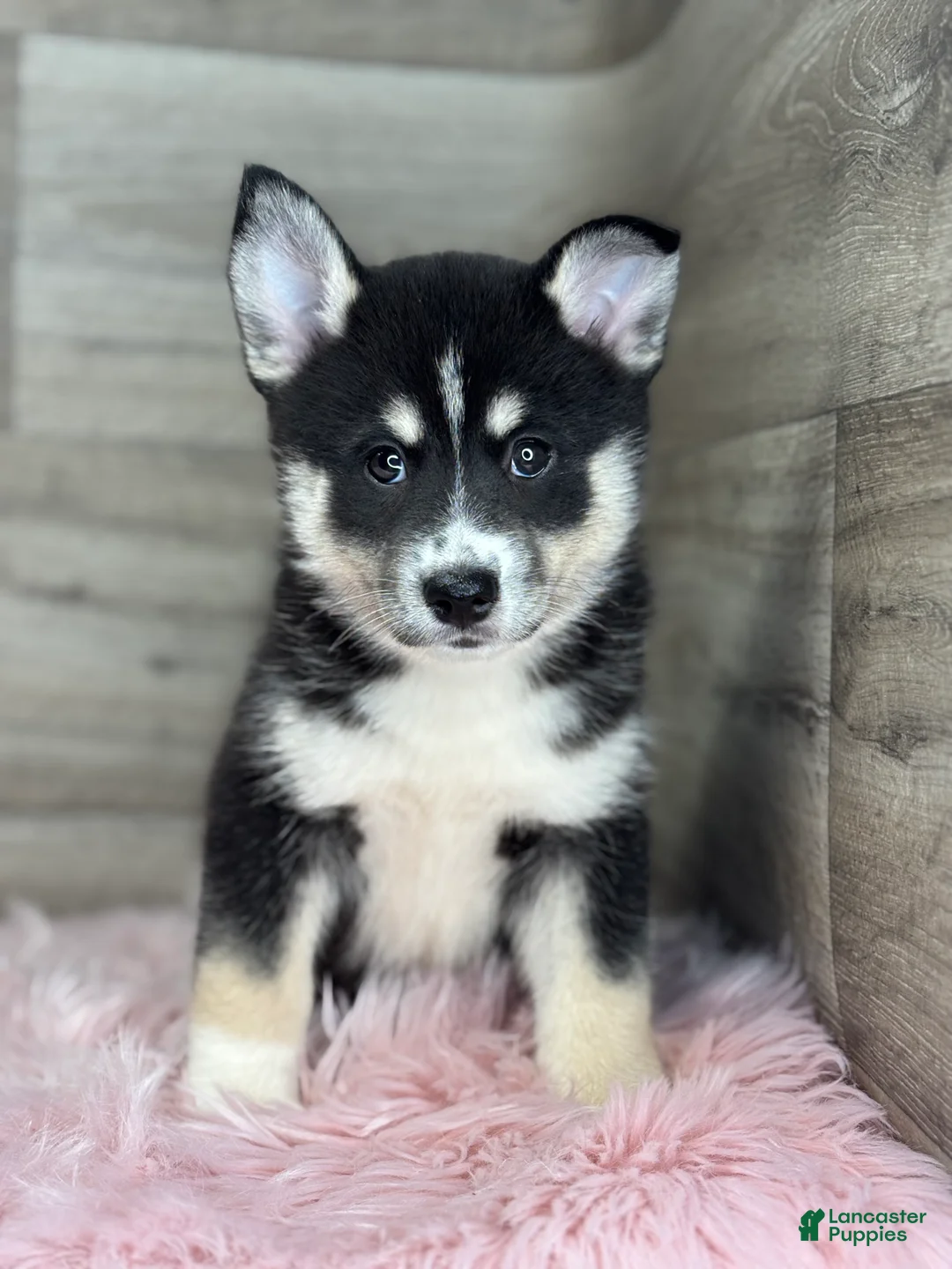 Pomsky dogs for sale: Elijah - Ad 3