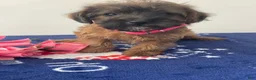 Jackapoo dogs for sale: Jamie - Ad 3