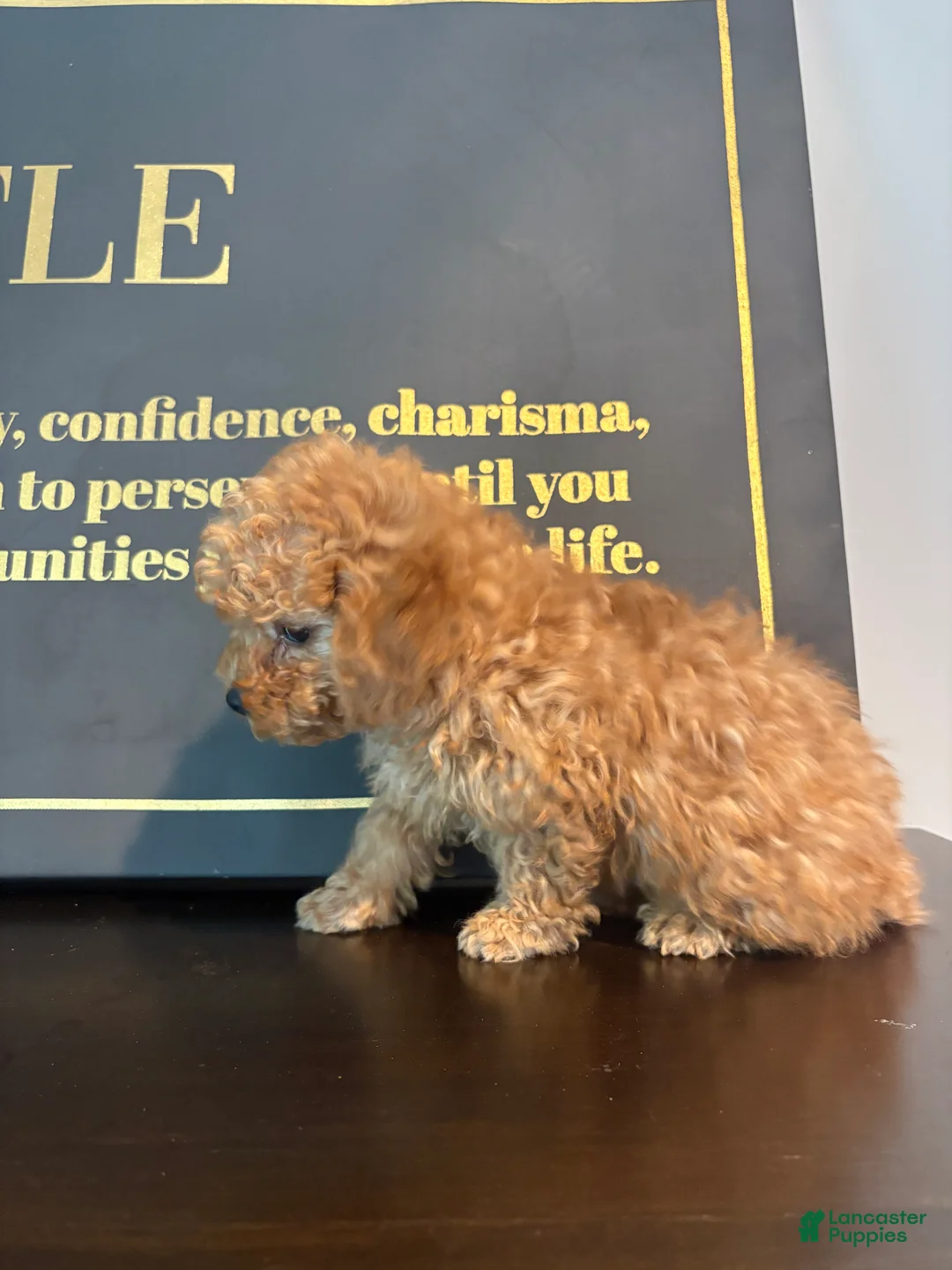 Mixed Breed dogs for sale: BERRY  - Ad 6