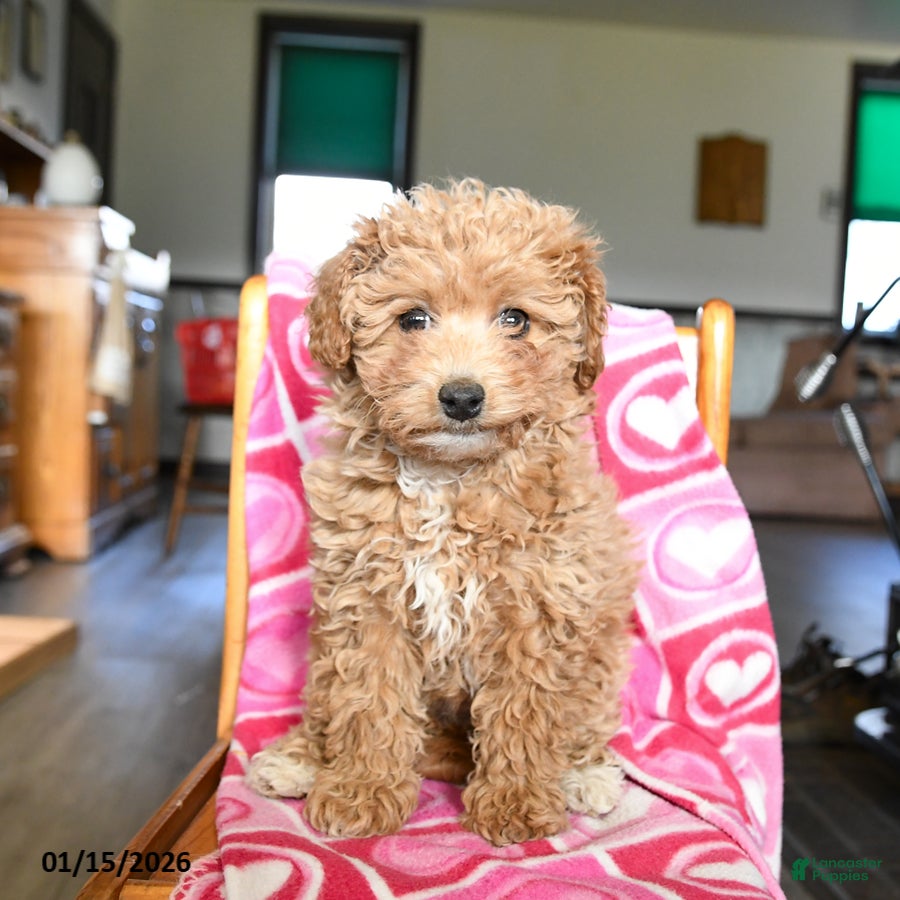 Bichpoo dogs Bonnie - Ad 1