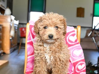 Bichpoo dogs Bonnie - Ad 41