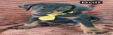 Bolt