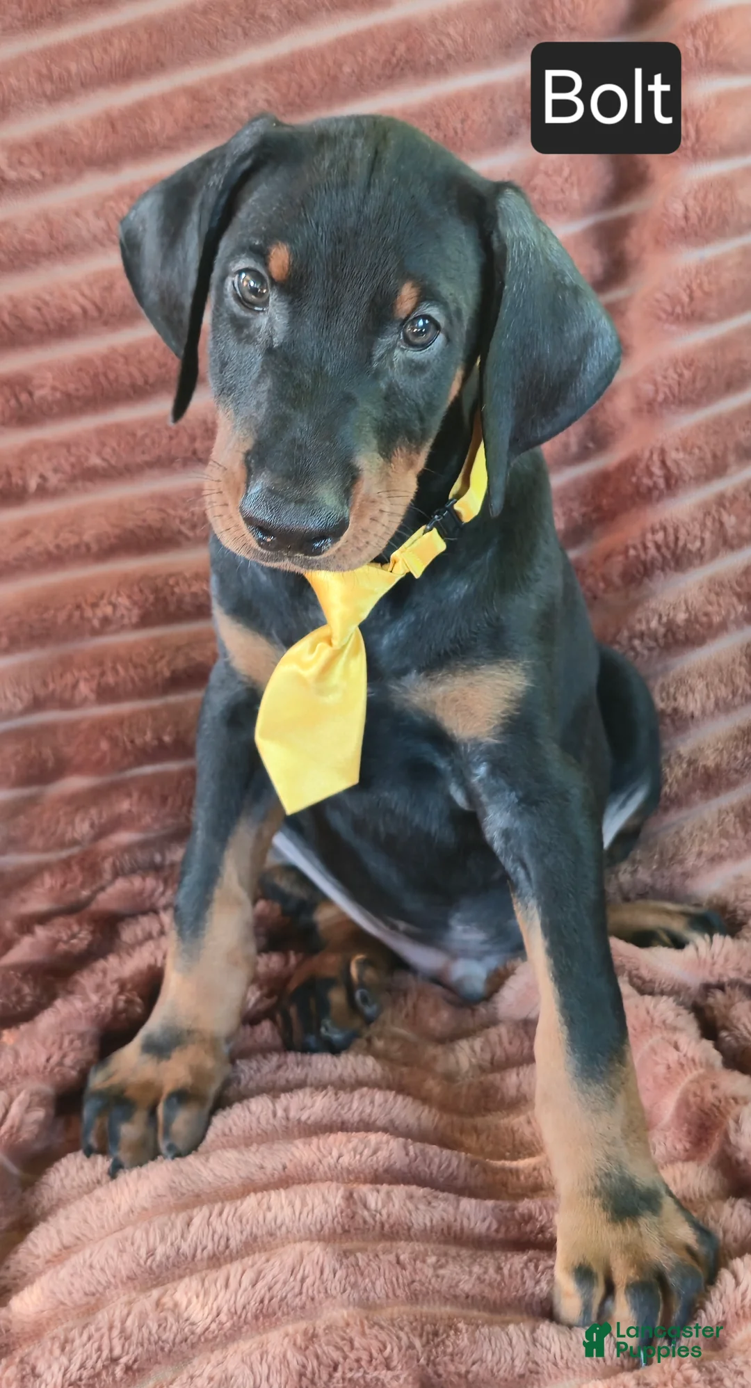 Doberman Pinscher dogs for sale: Bolt - Ad 1