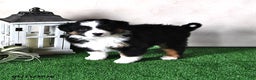 Miniature Australian Shepherd dogs for sale: Dawn - Ad 2