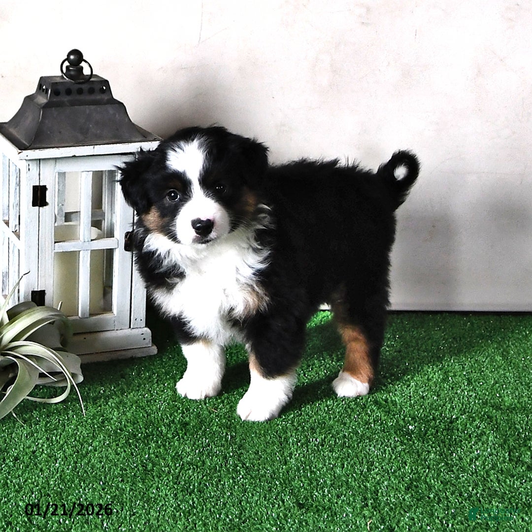 Miniature Australian Shepherd dogs for sale: Dawn - Ad 2