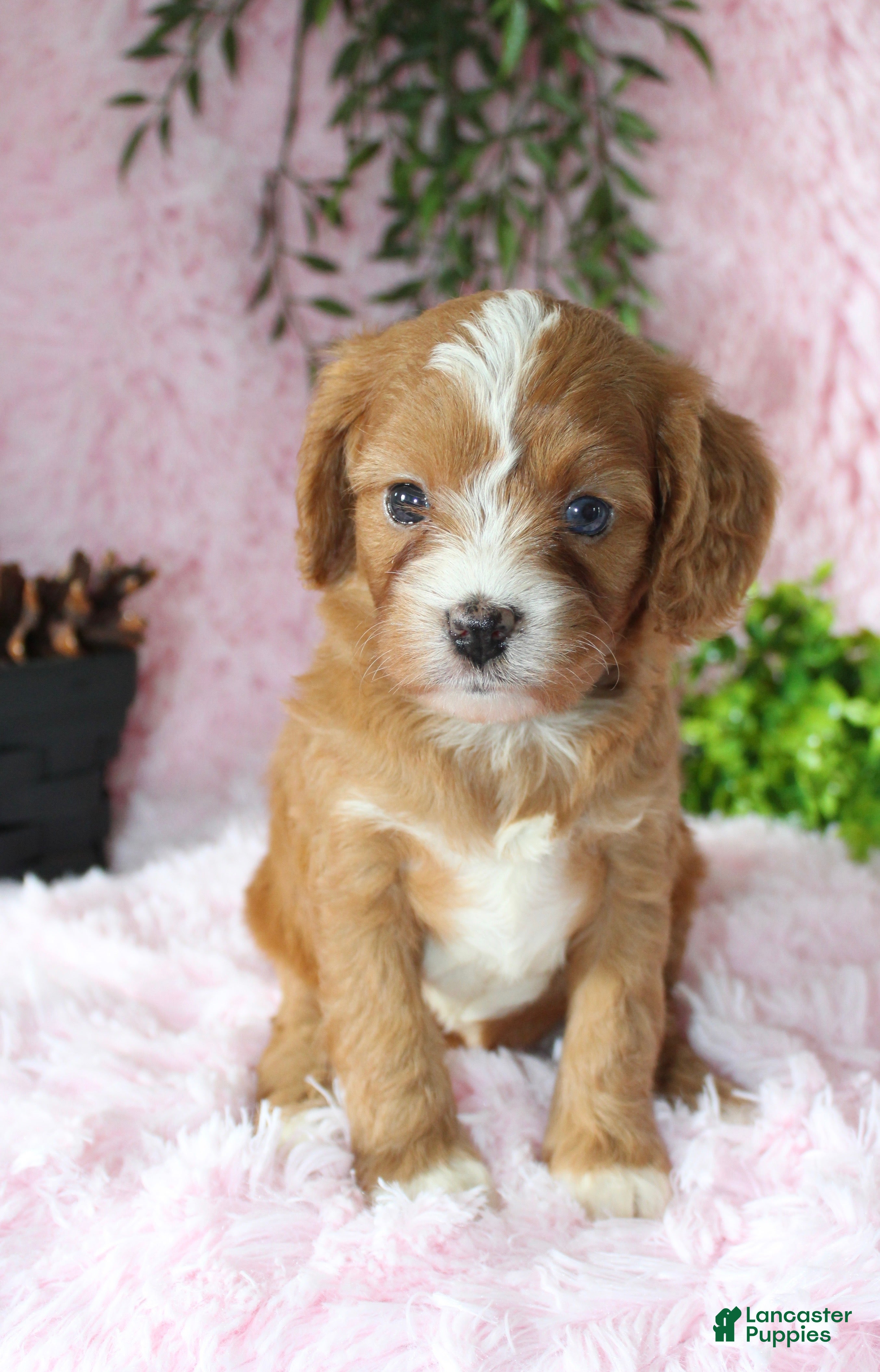 Cavapoo dogs Cavapoo 5 - Ad 23