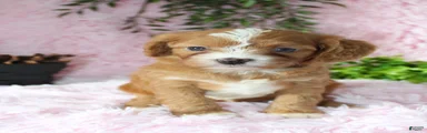 Cavapoo 5