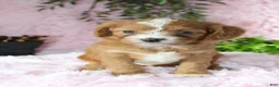 Cavapoo dogs for sale: Cavapoo 5 - Ad 1