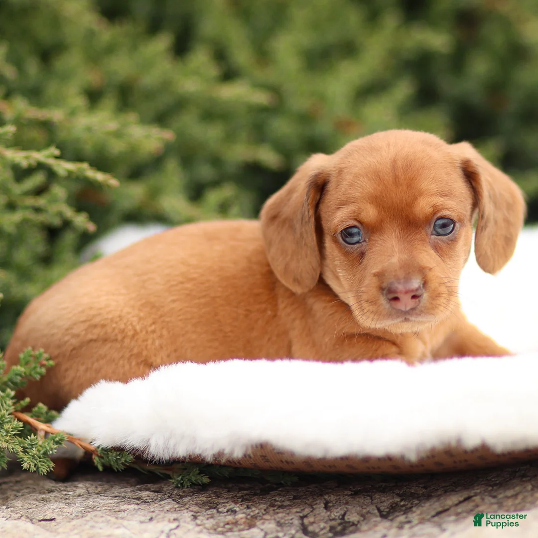 Dachshund dogs for sale: Harley - Ad 13