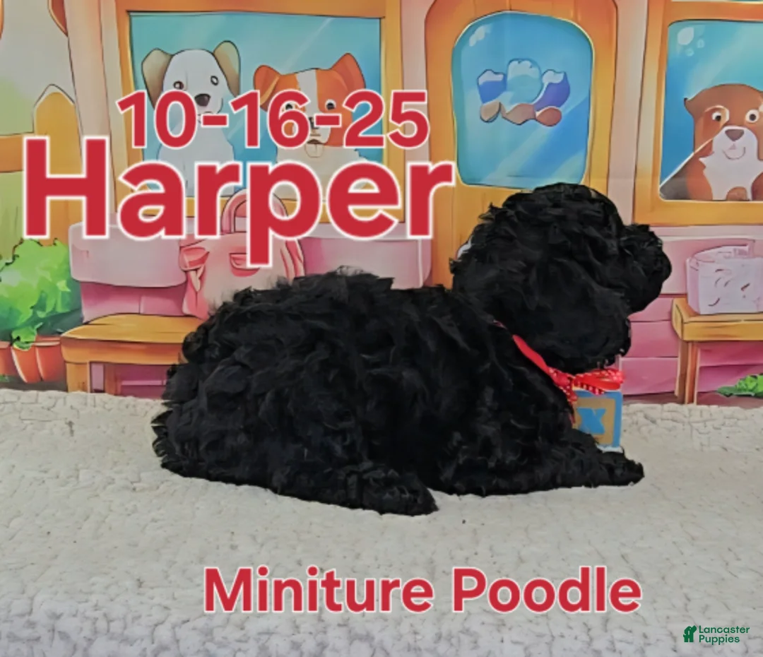 Toy Poodle dogs for sale: Harper - Ad 4