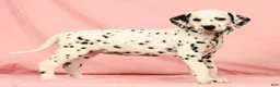 Dalmatian dogs for sale: Hailey - Ad 3