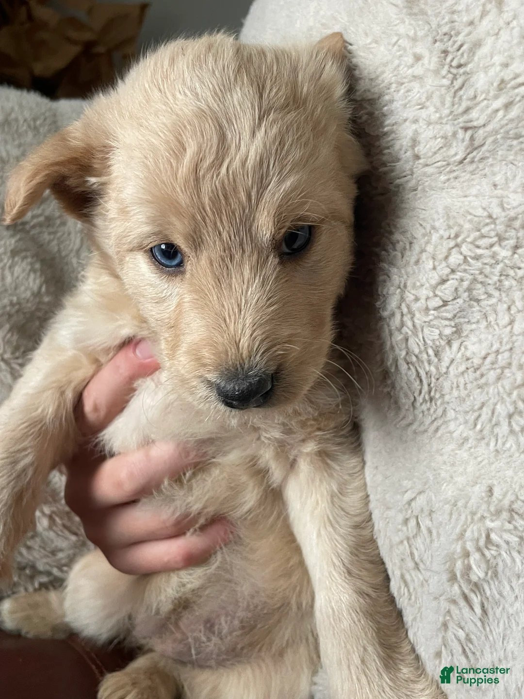 Mixed Breed dogs for sale: Charlotte Brontë  - Ad 1
