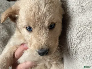 Mixed Breed dogs Charlotte Brontë - Ad 34