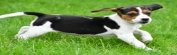 Beagle dogs for sale: Bella - Ad 16