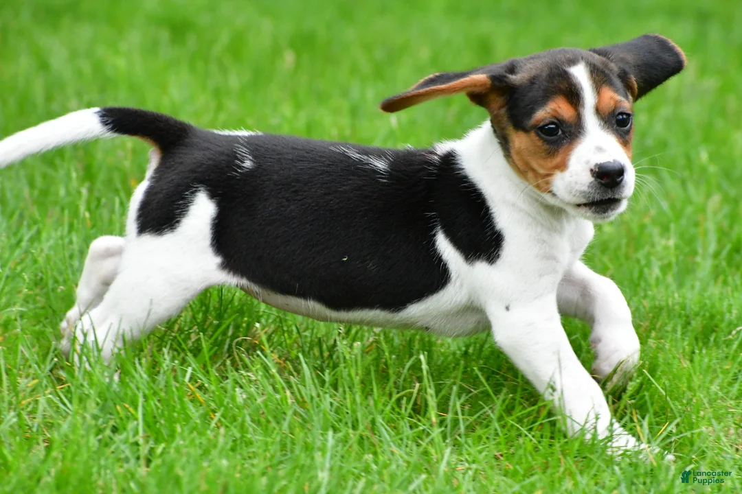 Beagle dogs for sale: Bella - Ad 16