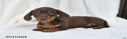 Miniature Dachshund dogs for sale: Darla - Ad 3