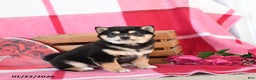 Shiba Inu dogs for sale: Barbie - Ad 1