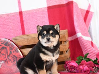 Shiba Inu dogs Barbie - Ad 2