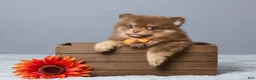 Pomeranian dogs for sale: Lyn - Ad 1