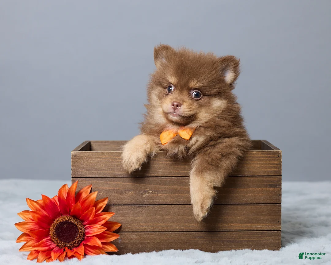 Pomeranian dogs for sale: Lyn - Ad 1