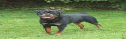 Rottweiler dogs for sale: Tank - Ad 7