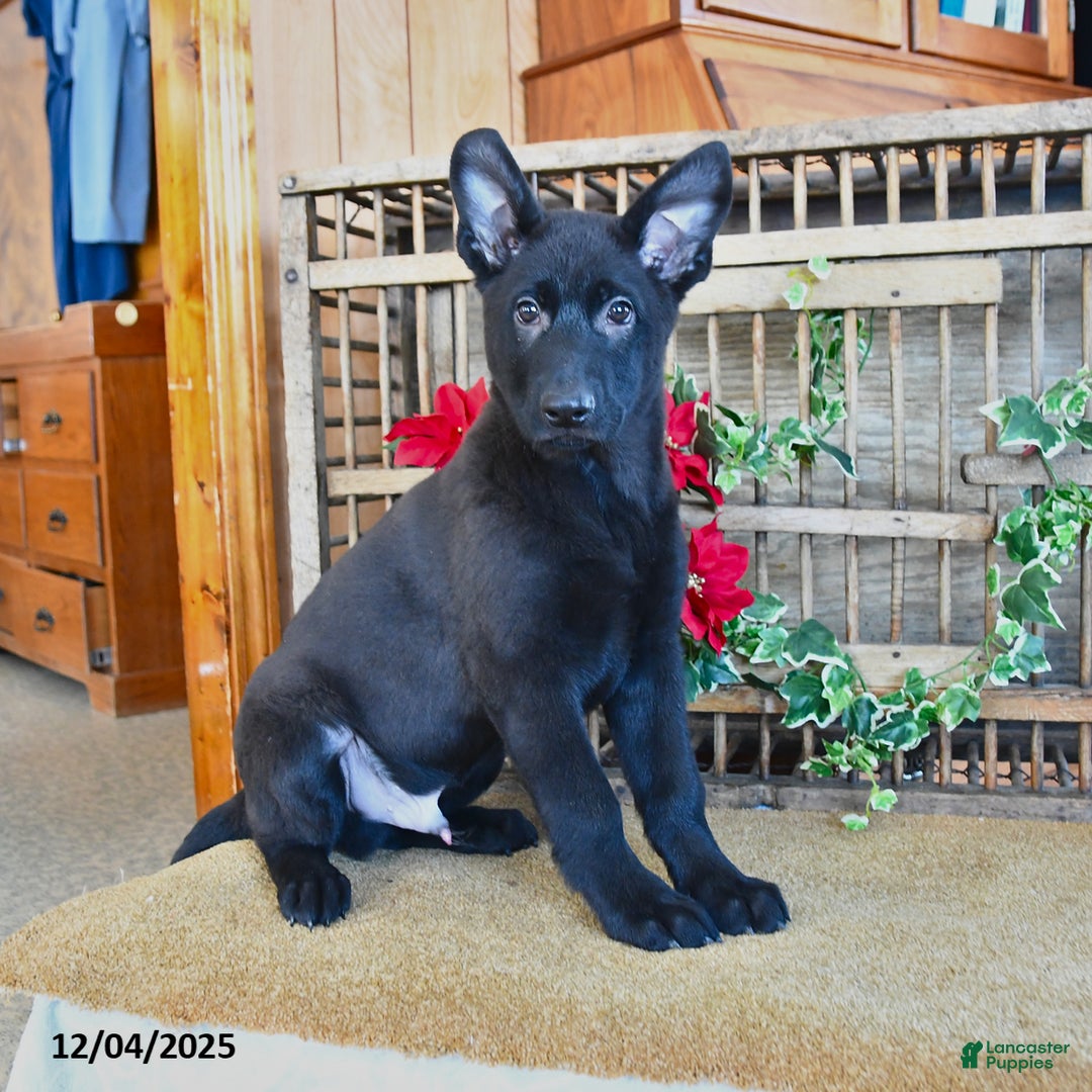 Mixed Breed dogs for sale: Owen - Ad 3