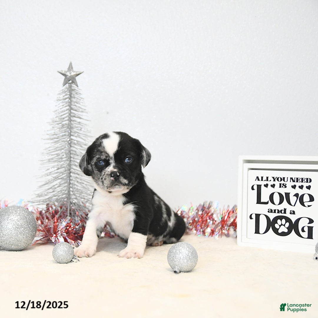 Puggle dogs for sale: Ginny - Ad 1