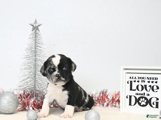 Puggle dogs Ginny - Ad 6