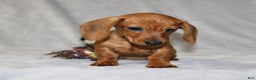 Miniature Dachshund dogs for sale: Chole - Ad 16