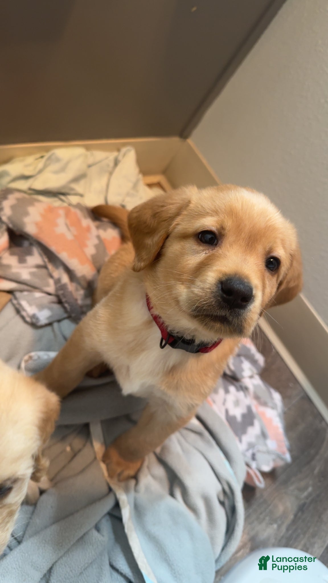 Labradoodle dogs Labradoodle Puppy 2 - Ad 41