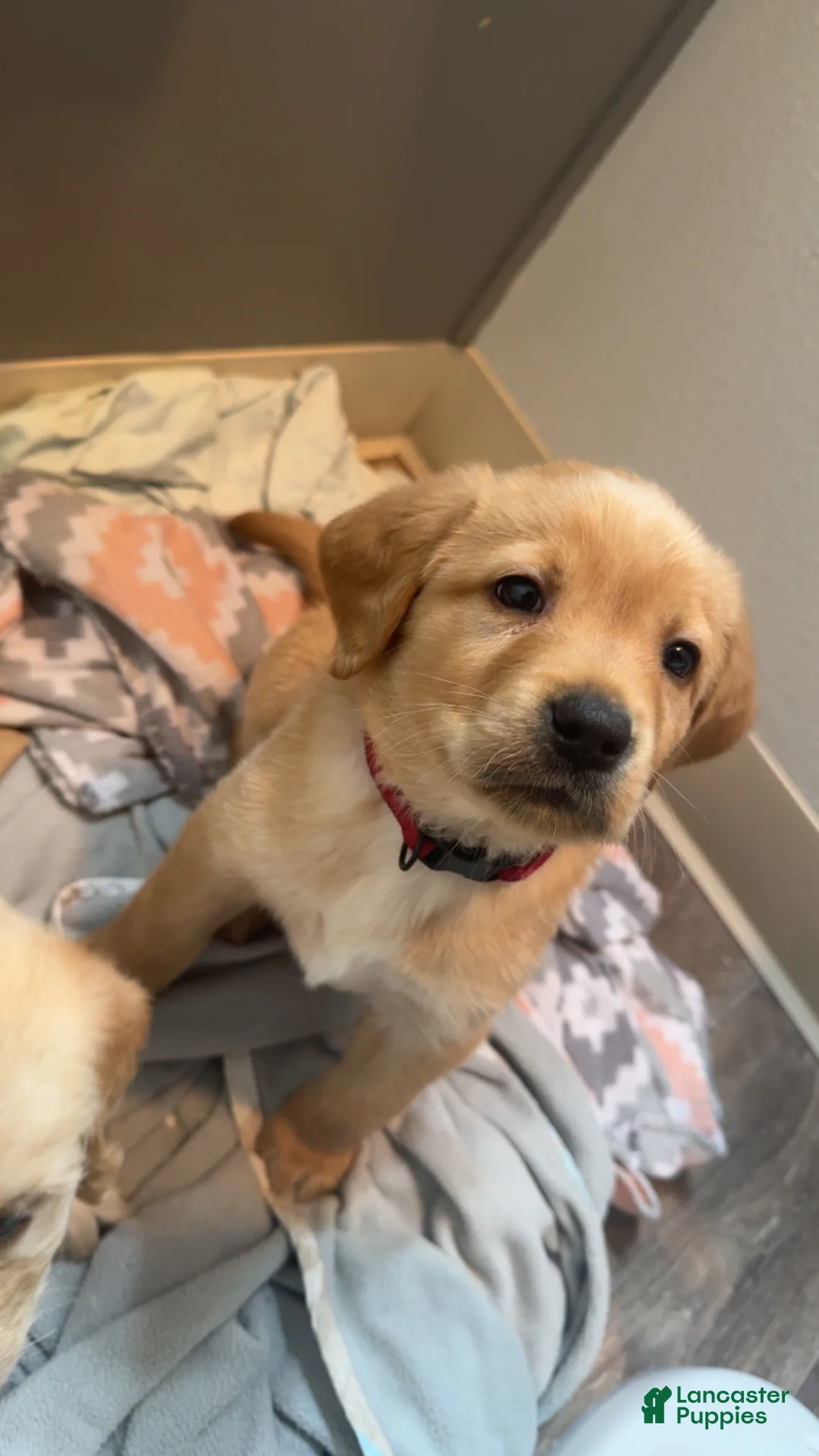 Labradoodle dogs for sale: Labradoodle Puppy 2 - Ad 1