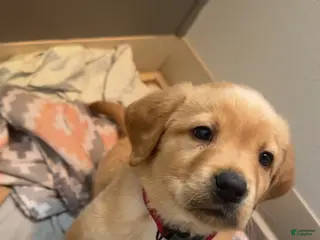 Labradoodle dogs Labradoodle Puppy 2 - Ad 41