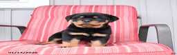 Rottweiler dogs for sale: Shadow - Ad 3