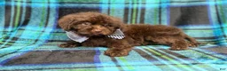 Shihpoo dogs for sale: Bentley - Ad 6