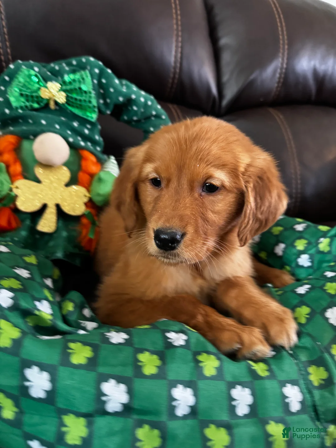 Golden Retriever dogs for sale: tank - Ad 1