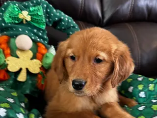 Golden Retriever dogs tank - Ad 40