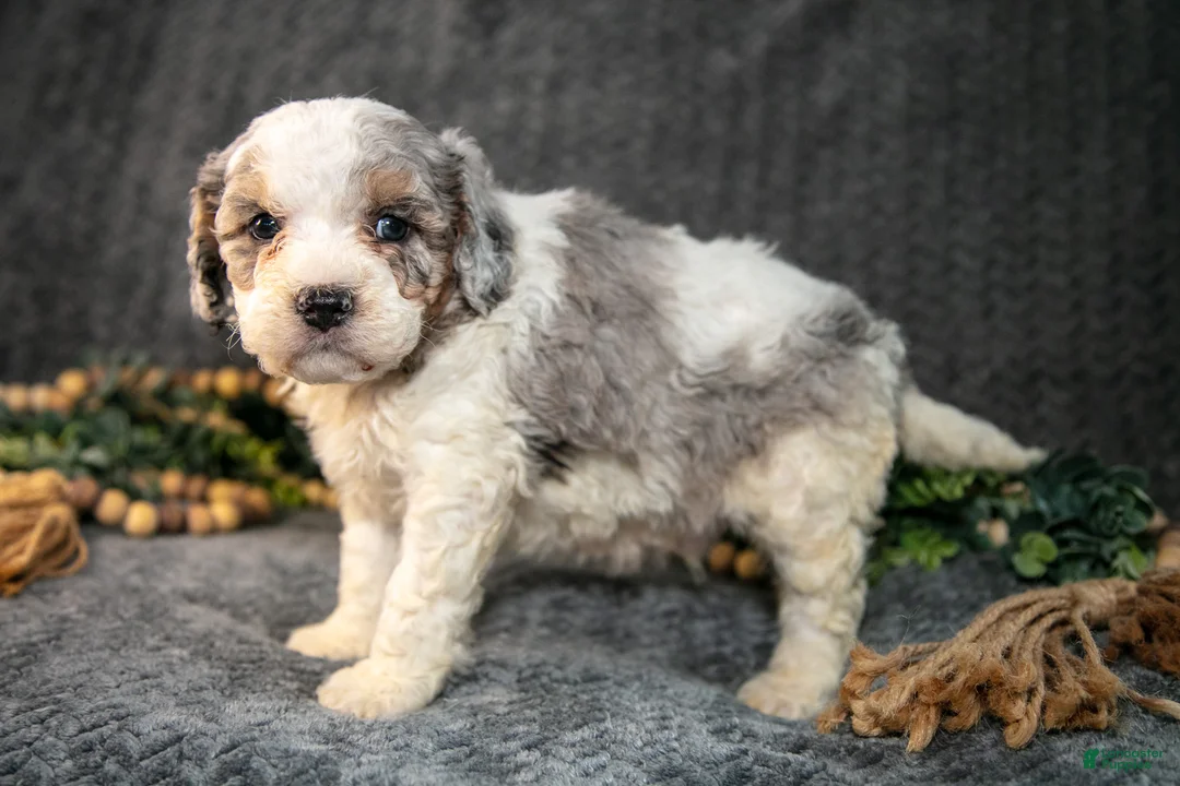 Mini Bernedoodle dogs for sale: Dylan - Ad 3