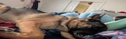 German Shepherd dogs for sale: Elsa - Ad 29