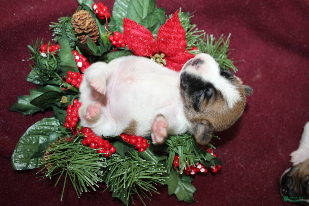 Jack Russell Terrier dogs for sale: LaffyTaffy - Ad 4