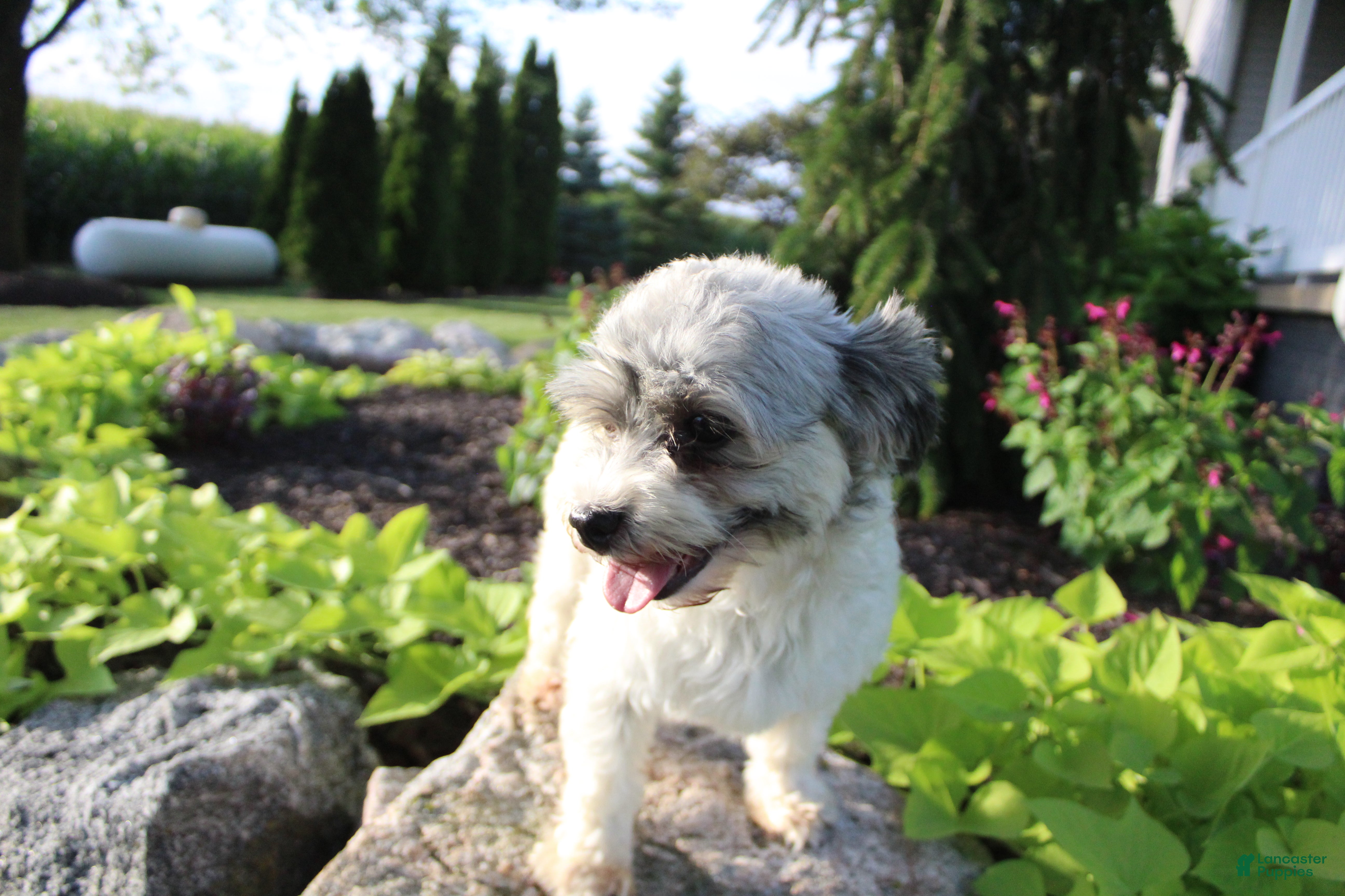 Havanese dogs Havanese Puppy 1 - Ad 2