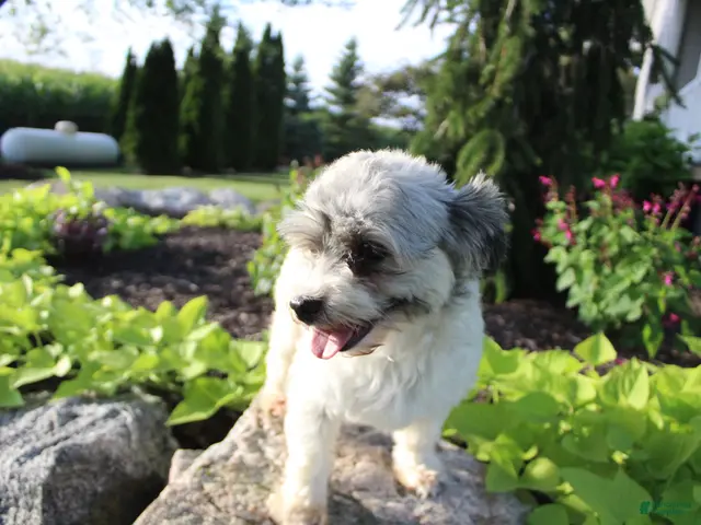 Havanese dogs for sale: Havanese Puppy 1 - Ad 2