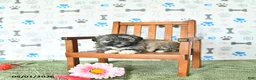 Shihpoo dogs for sale: Chloe - Ad 1