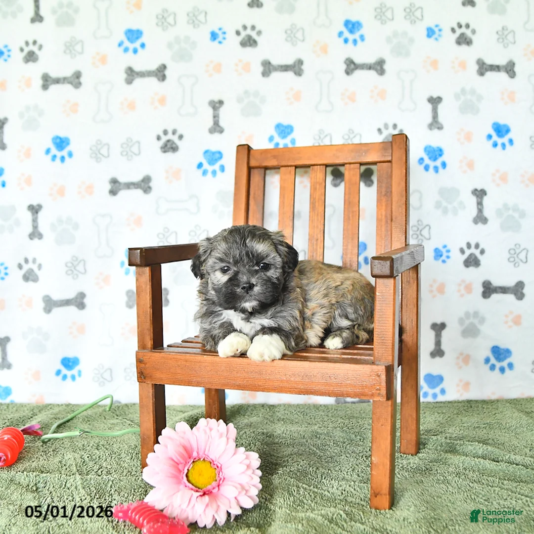 Shihpoo dogs for sale: Chloe - Ad 1