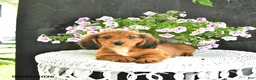 Dachshund dogs for sale: Cole - Ad 3