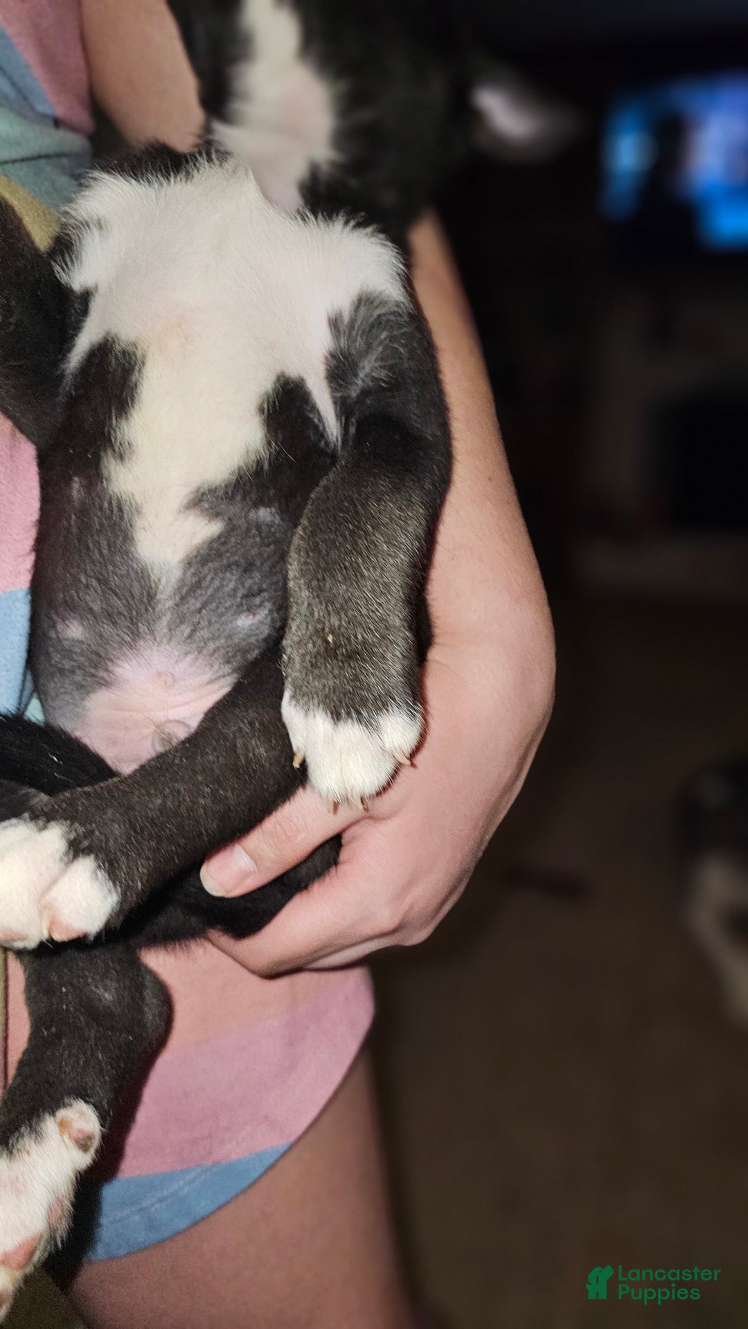 Mixed Breed dogs for sale: Darla - Ad 8