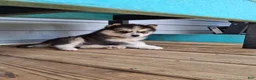 Pomsky dogs for sale: Daisy  - Ad 3