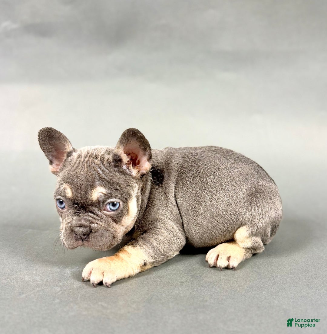 French Bulldog dogs for sale: Donut - Ad 2