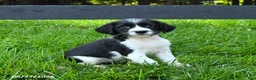 English Springer Spaniel dogs for sale: Bonnie - Ad 4